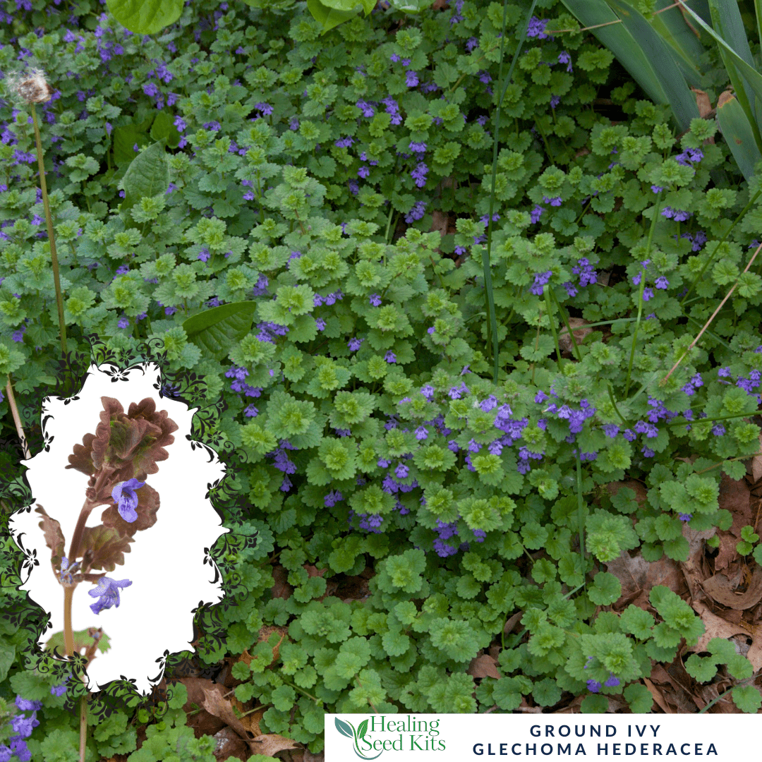 Ground Ivy - Herbal Remedies & Natural Wellness - The Healing Herb Garden