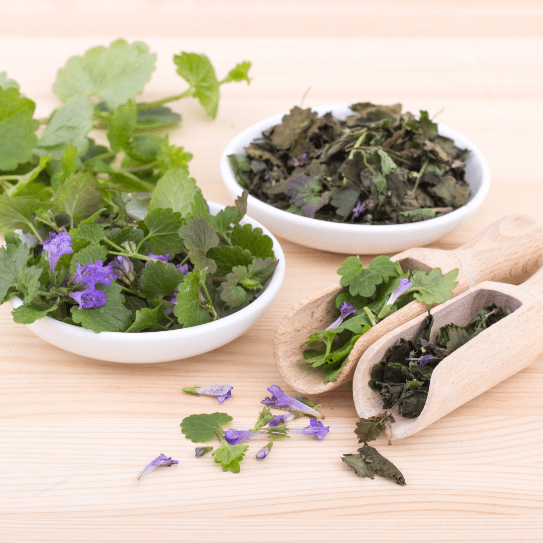 Ground Ivy - Herbal Remedies & Natural Wellness - The Healing Herb Garden