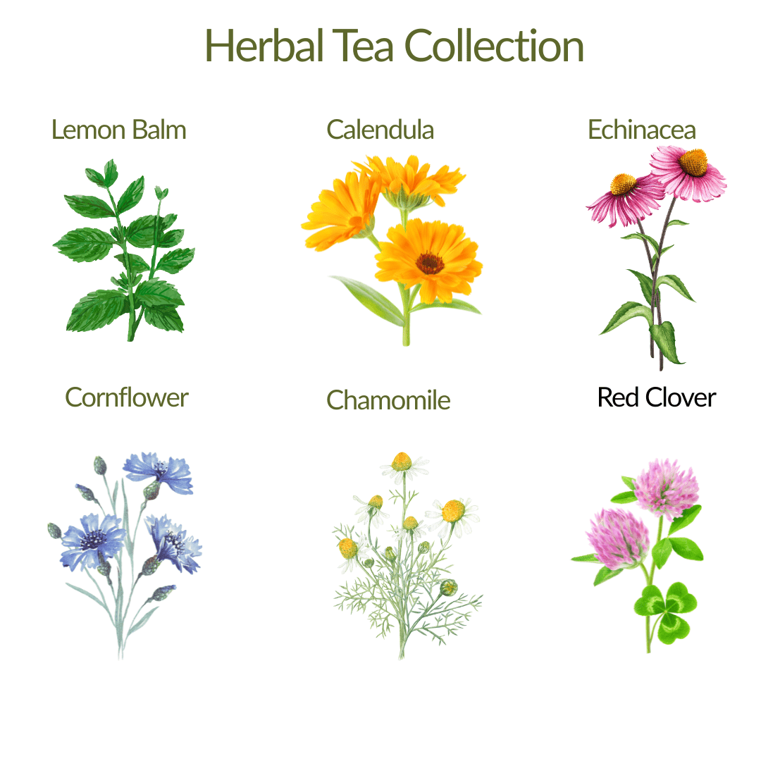 Herbal Tea Collection - Plant Kit - The Healing Herb Garden