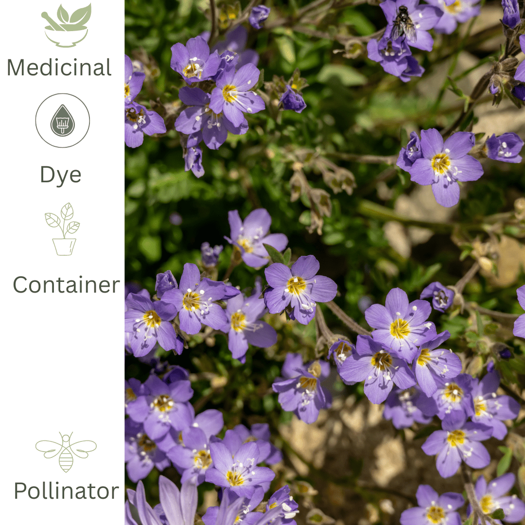 Jacob’s Ladder Plant – Hardy Perennial for Shade - The Healing Herb Garden