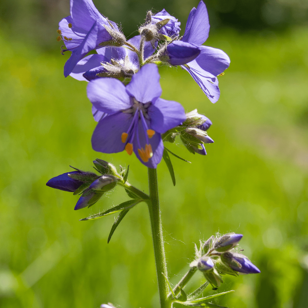 Jacob’s Ladder Plant – Hardy Perennial for Shade - The Healing Herb Garden