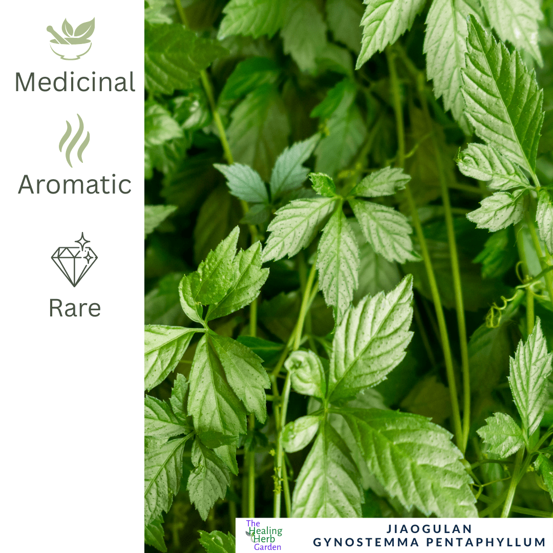 Jiaogulan - Similar Properties to Ginseng - The Healing Herb Garden