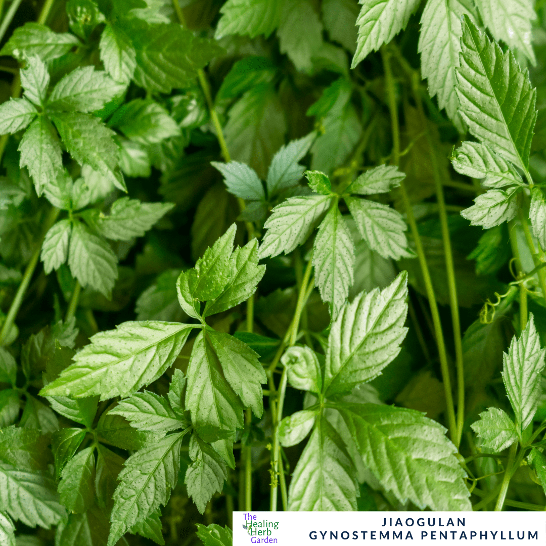 Jiaogulan - Similar Properties to Ginseng - The Healing Herb Garden