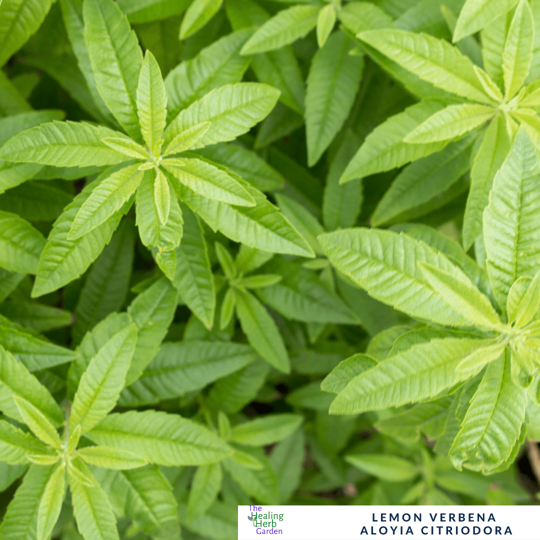 Lemon Verbena – For Fragrant Teas & Uplifting Herbal Remedies - The Healing Herb Garden