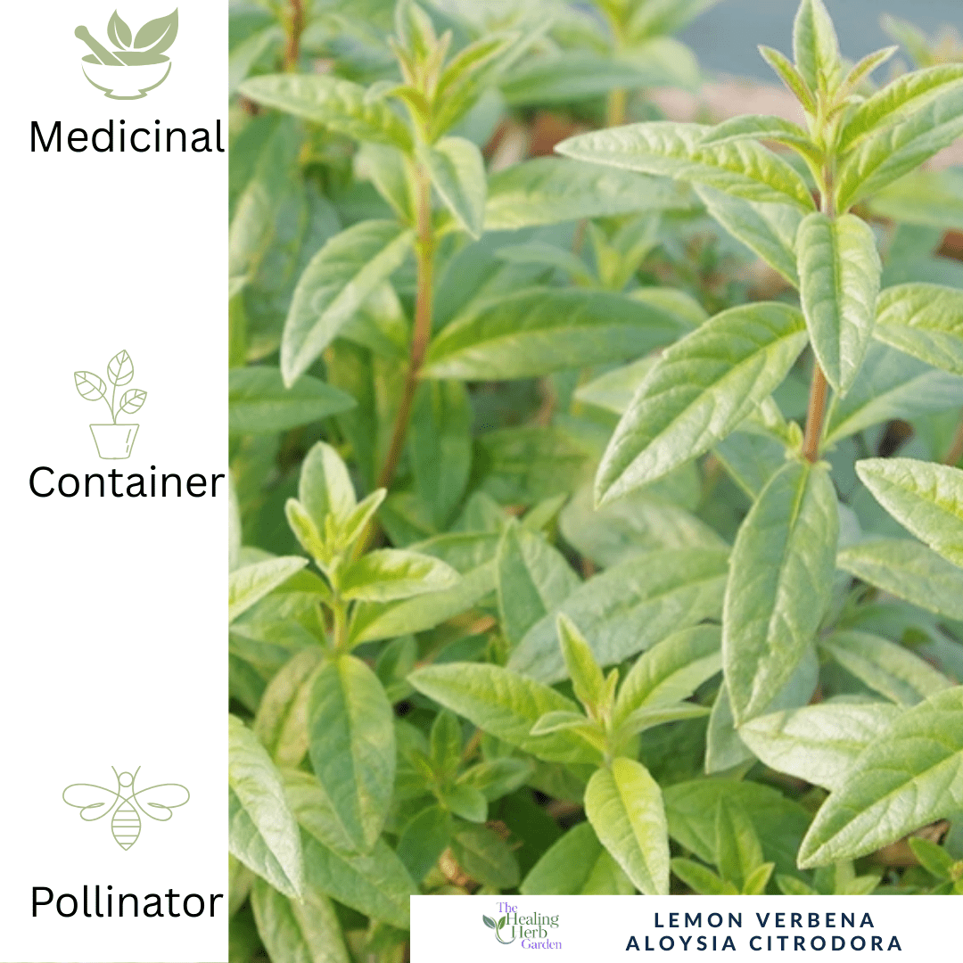 Lemon Verbena – For Relaxation & Fragrant Citrus Flavour - The Healing Herb Garden