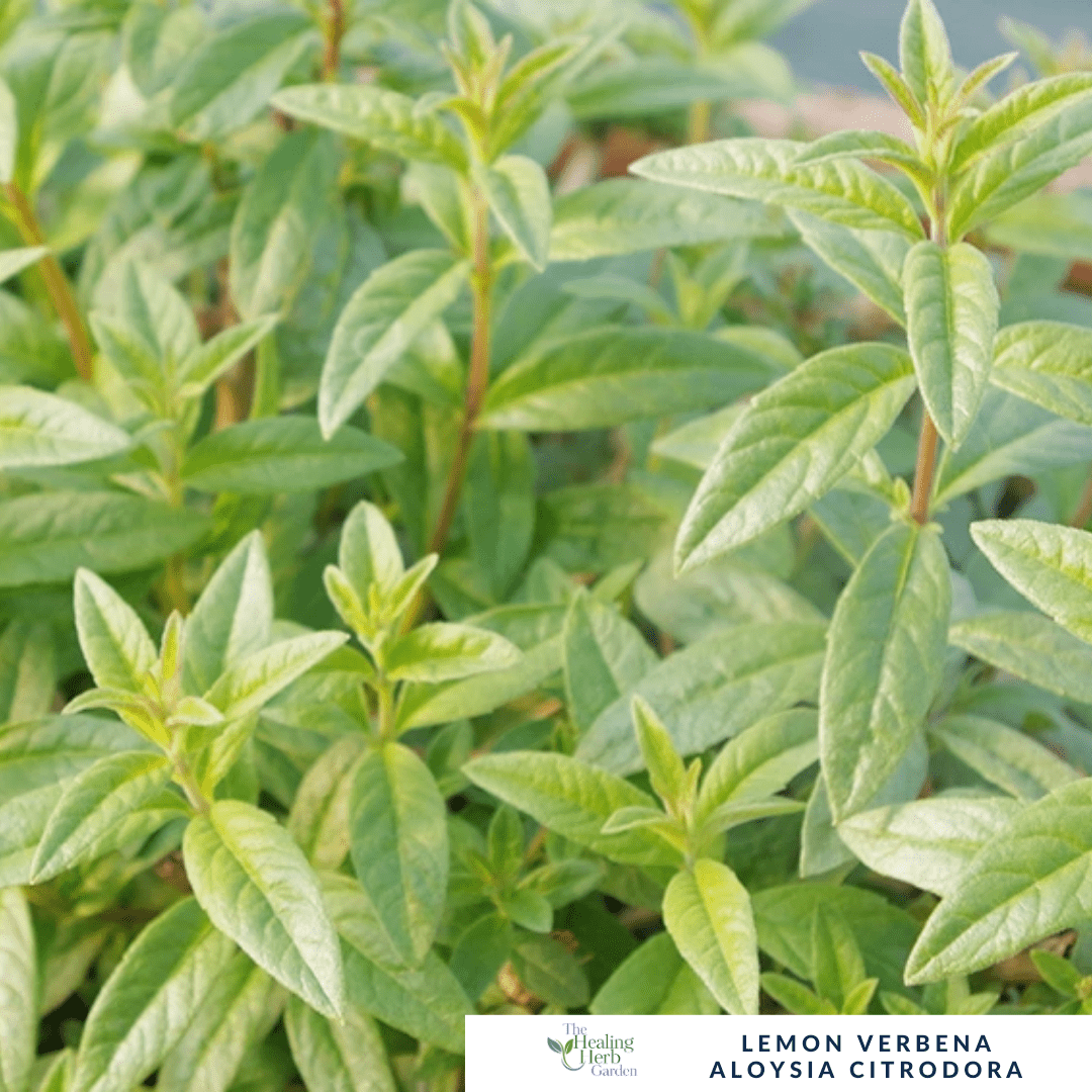 Lemon Verbena – For Relaxation & Fragrant Citrus Flavour - The Healing Herb Garden