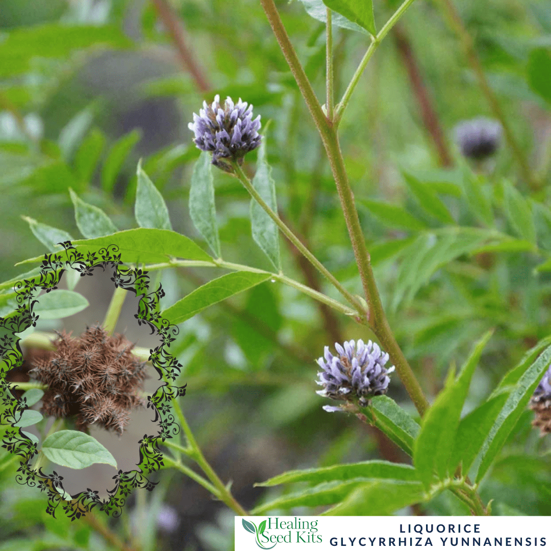 Liquorice – For Soothing Remedies & Natural Sweetness - The Healing Herb Garden