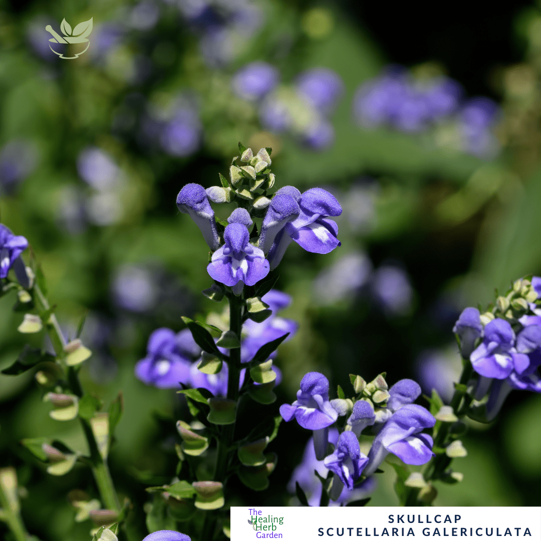 Marsh Skullcap - For Calming Herbal Remedies & Violet Blooms - The Healing Herb Garden