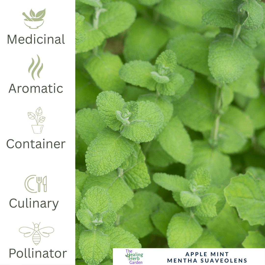 Mint - Apple For Fruity Teas & Fresh Summer Drinks - The Healing Herb Garden