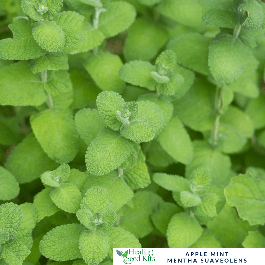 Mint - Apple For Fruity Teas & Fresh Summer Drinks - The Healing Herb Garden