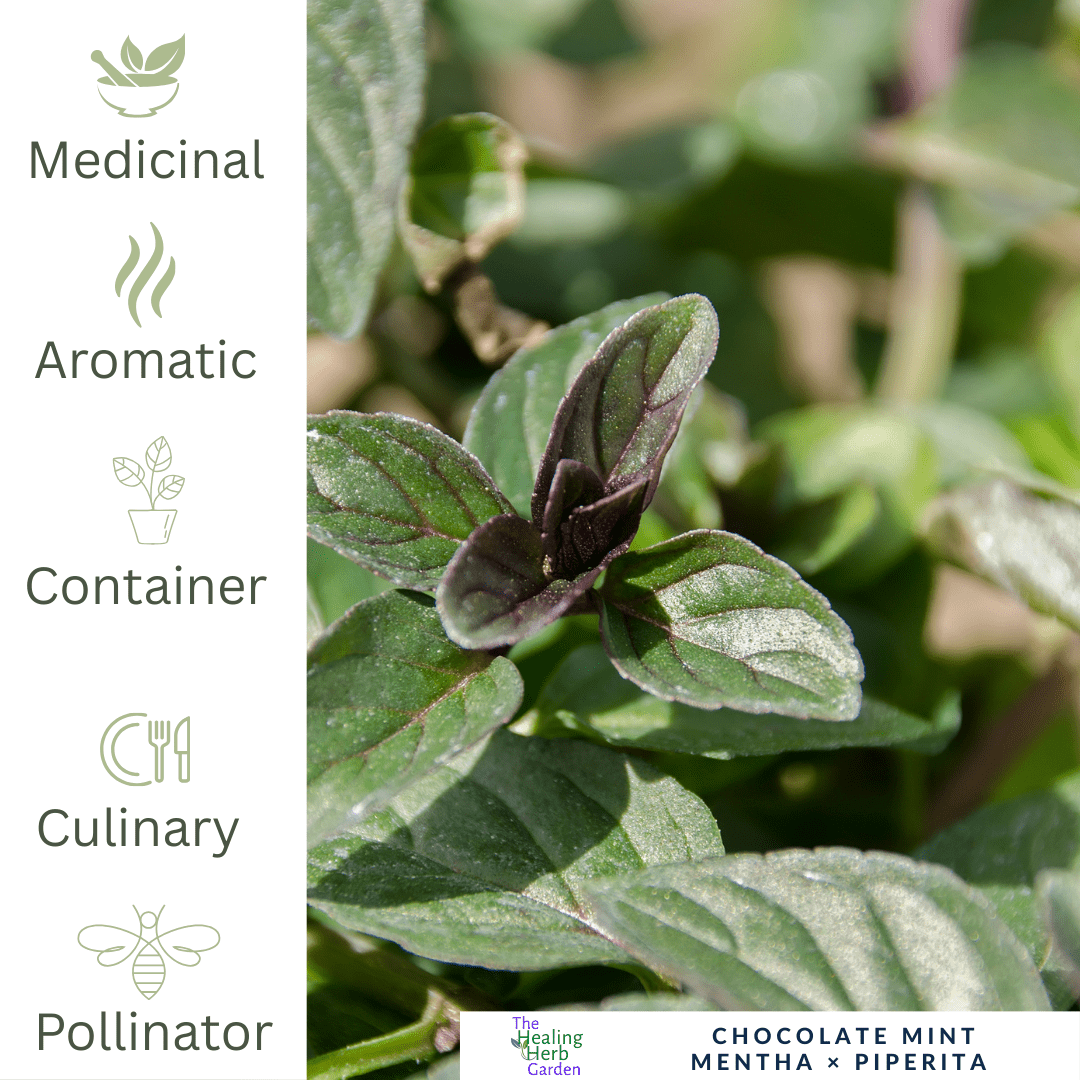 Mint - Chocolate Mint – For Desserts, Teas & Gourmet Treats - The Healing Herb Garden