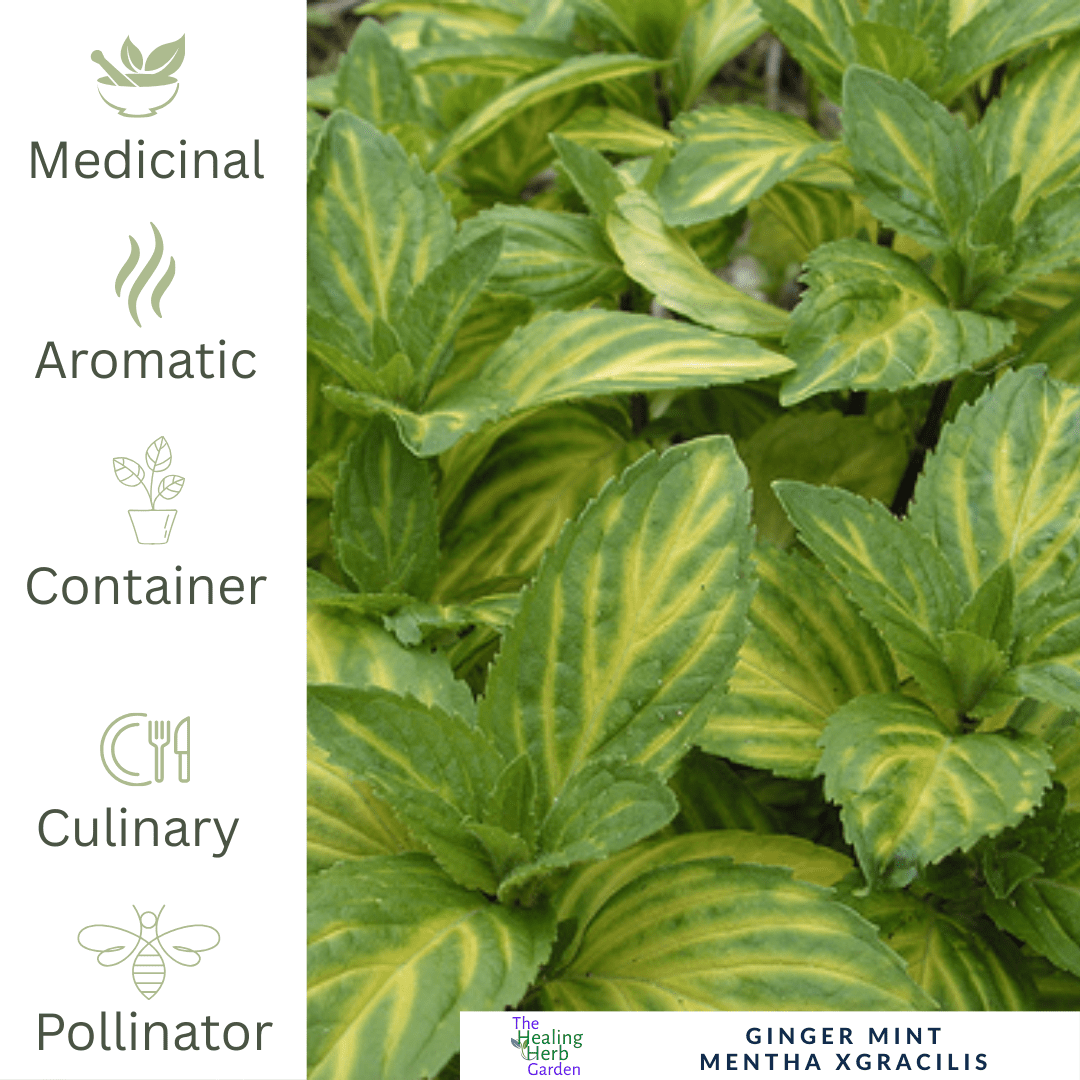 Mint – Ginger - For Refreshing Teas & Digestive Support - The Healing Herb Garden