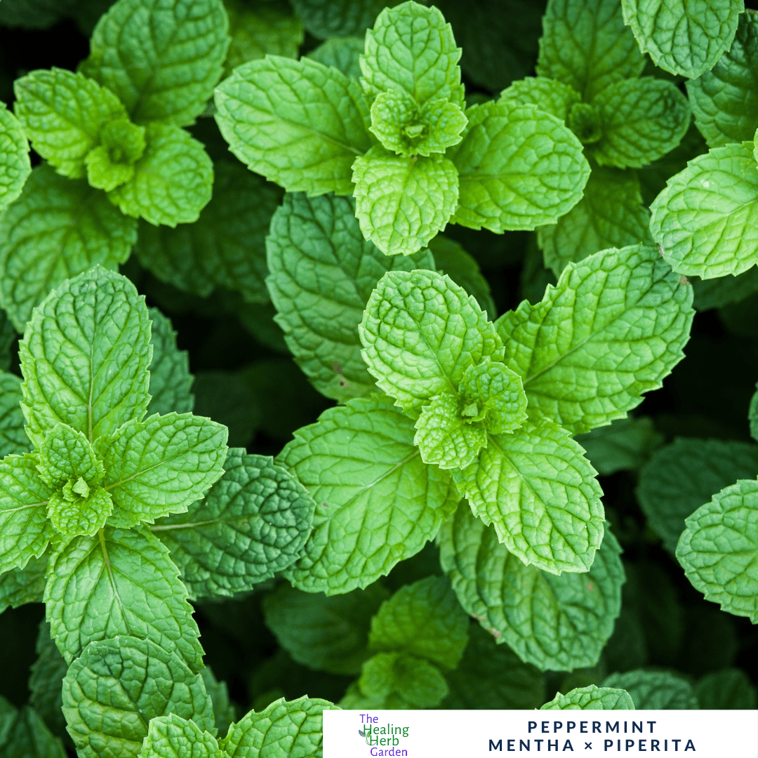 Mint - Peppermint – For Invigorating Teas & Natural Wellness - The Healing Herb Garden