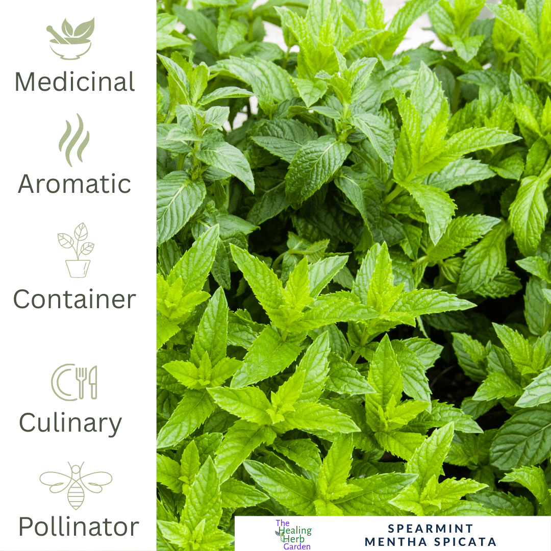 Mint - Spearmint For Cooling Teas & Fresh Culinary Flavour - The Healing Herb Garden