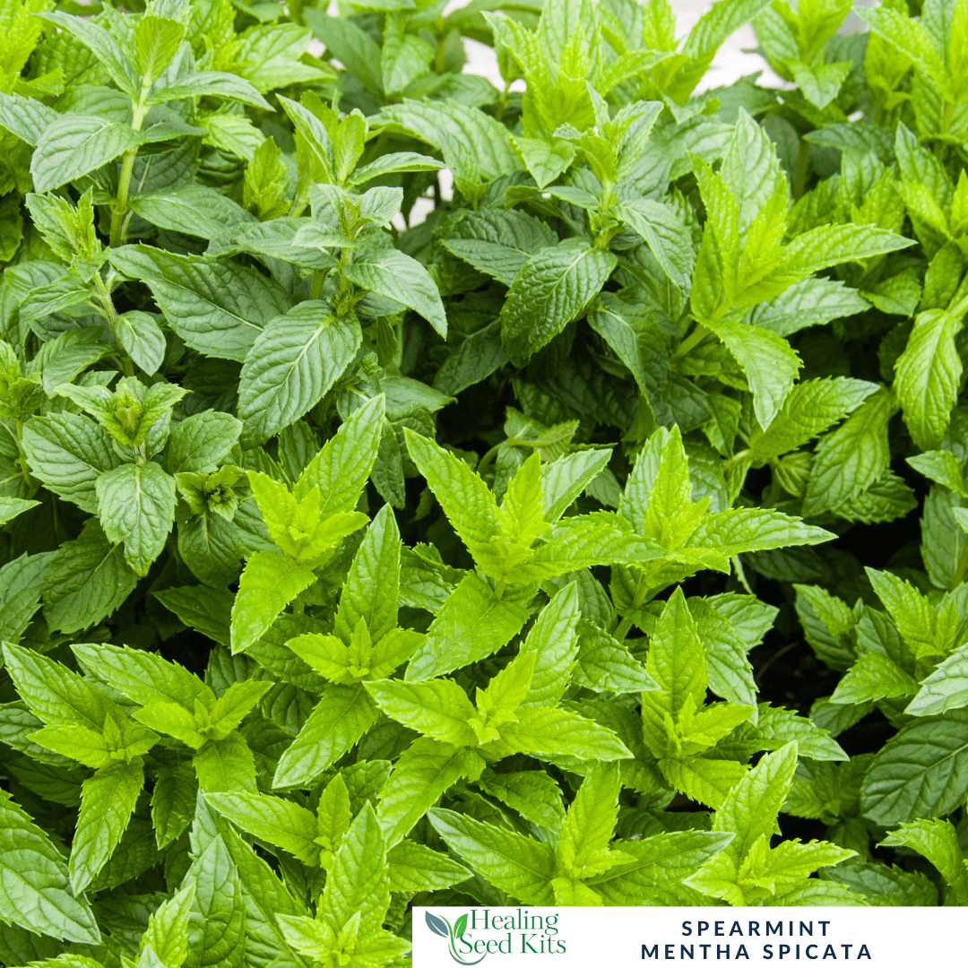Mint - Spearmint For Cooling Teas & Fresh Culinary Flavour - The Healing Herb Garden