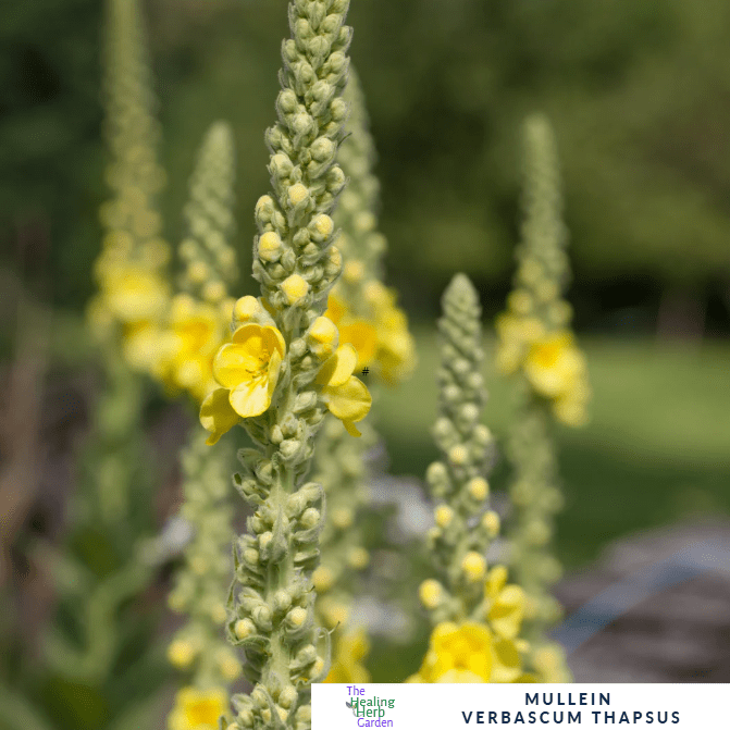 Mullein – For Respiratory Wellness & Striking Summer Spires - The Healing Herb Garden