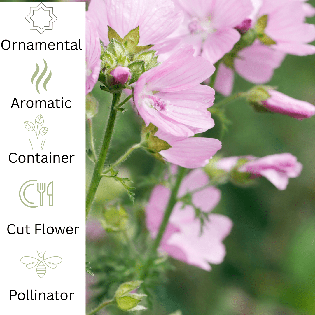 Musk Mallow – Graceful plant with pink flowers - The Healing Herb Garden