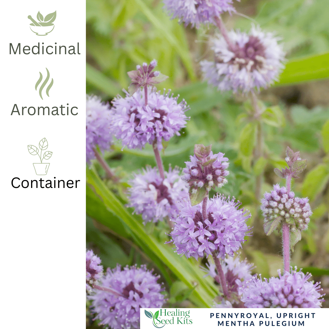 Pennyroyal–Creeping - For Traditional Herbal Use & Pollinator Gardens - The Healing Herb Garden