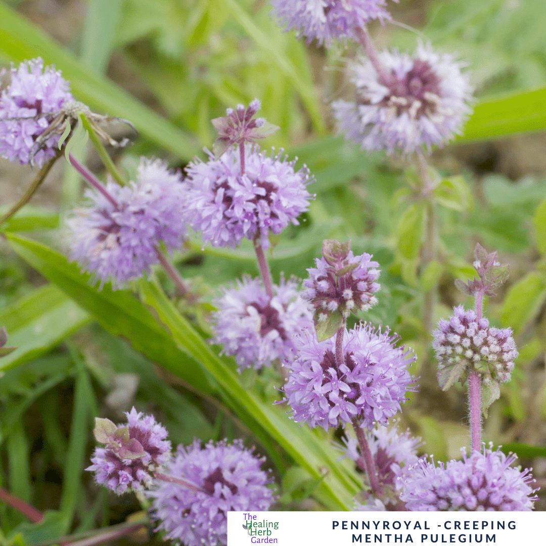 Pennyroyal–Creeping - For Traditional Herbal Use & Pollinator Gardens - The Healing Herb Garden