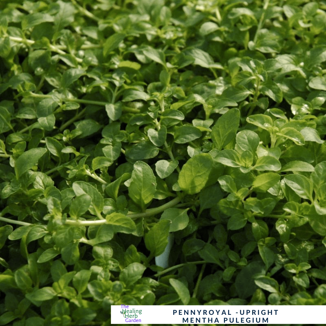 Pennyroyal–Upright - For Traditional Herbal Use & Pollinator Gardens - The Healing Herb Garden