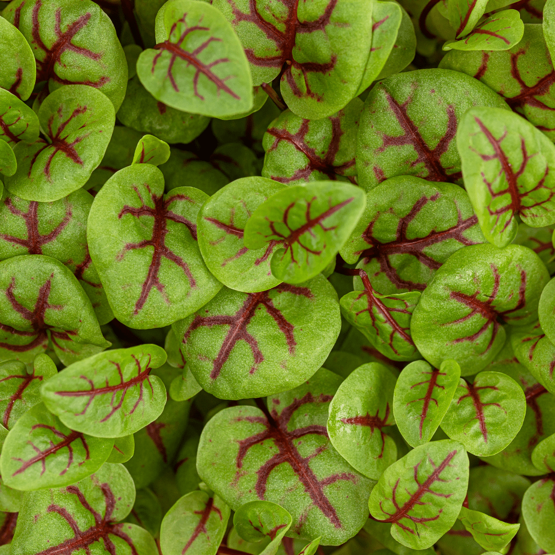 Red Vein Sorrel – For Vibrant Edible Colour - The Healing Herb Garden