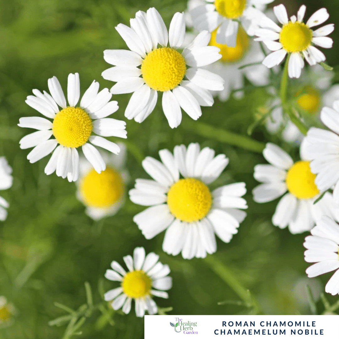 Roman Chamomile – For Calm & Fragrant Pollinator - Friendly Groundcover - The Healing Herb Garden