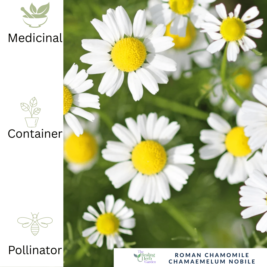 Roman Chamomile – For Calm & Fragrant Pollinator - Friendly Groundcover - The Healing Herb Garden