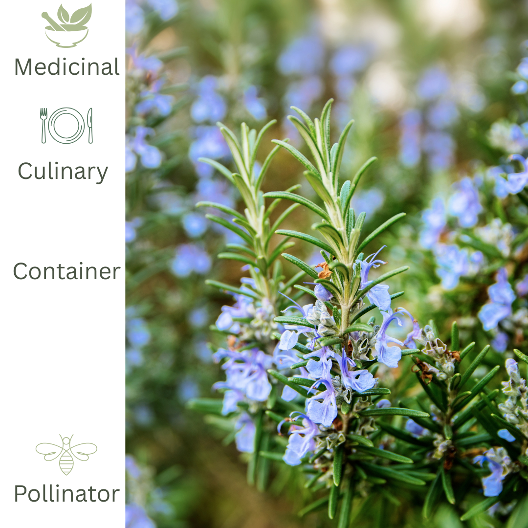 Rosemary ‘Tuscan Blue’ – Hardy Aromatic Herb Plant - The Healing Herb Garden