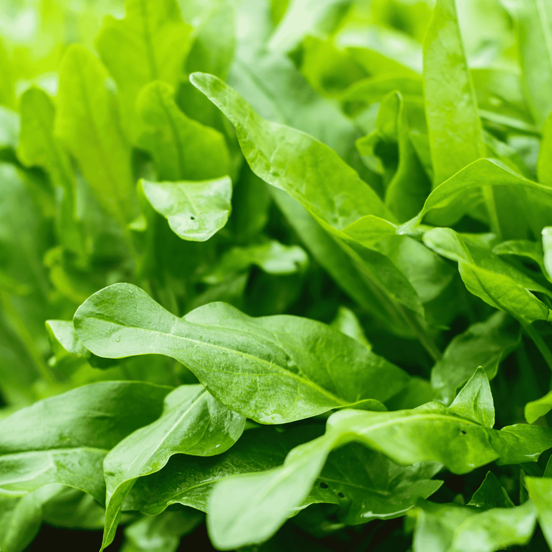 Sorrel – Hardy Perennial Culinary Herb Plant - The Healing Herb Garden