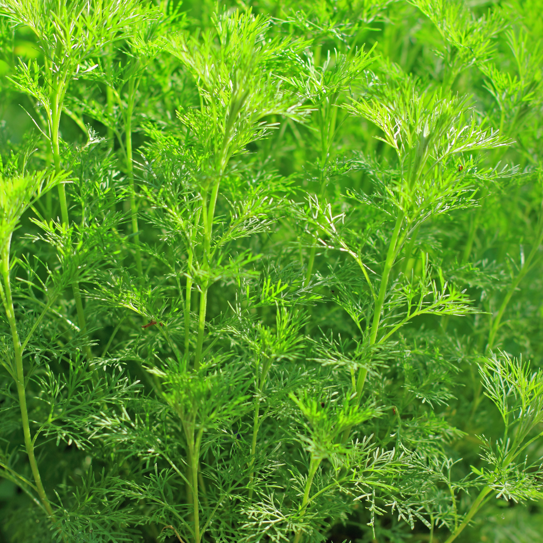 Southernwood – Hardy Aromatic Perennial - The Healing Herb Garden