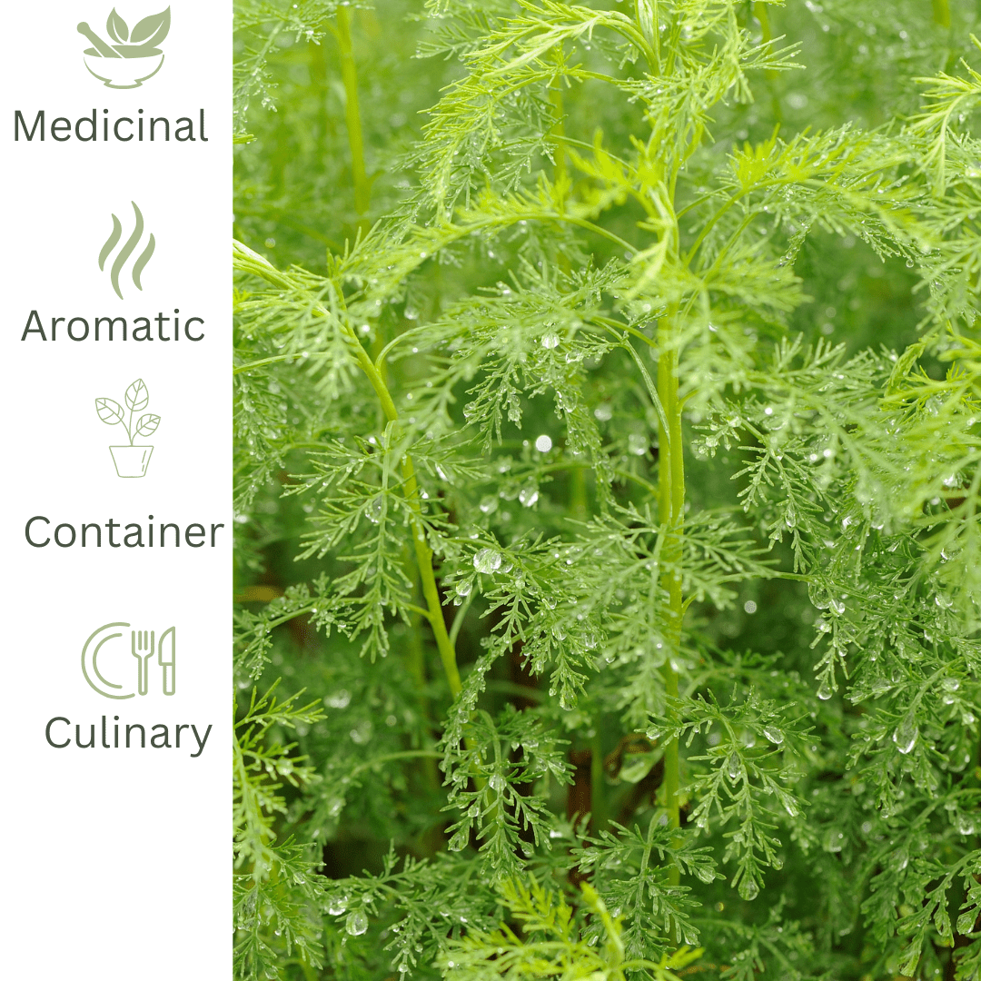 Southernwood – Hardy Aromatic Perennial - The Healing Herb Garden