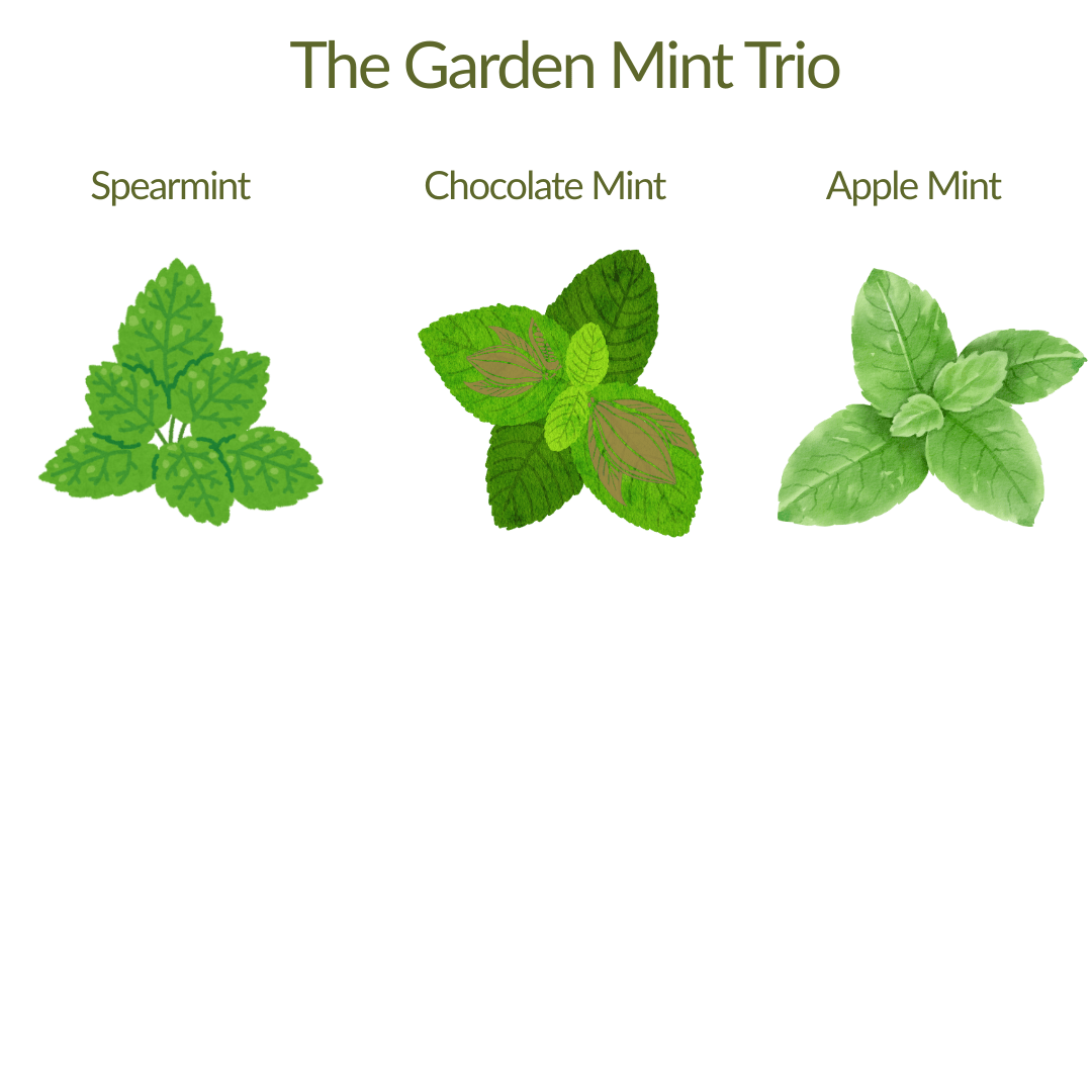 The Garden Mint Trio – Herb Plant Kit - The Healing Herb Garden