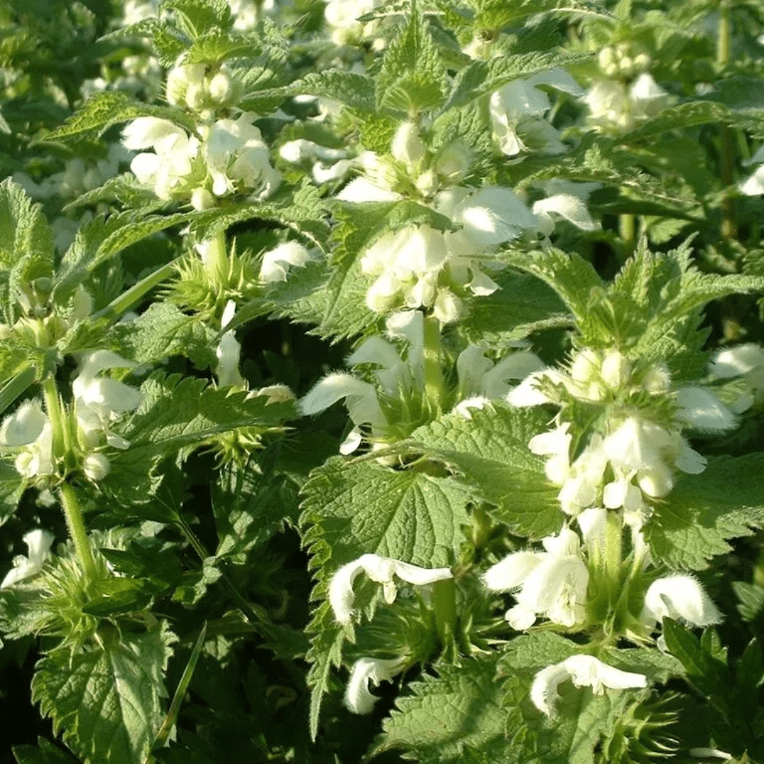 White Deadnettle – Hardy Healing Herb for Pollinators - The Healing Herb Garden
