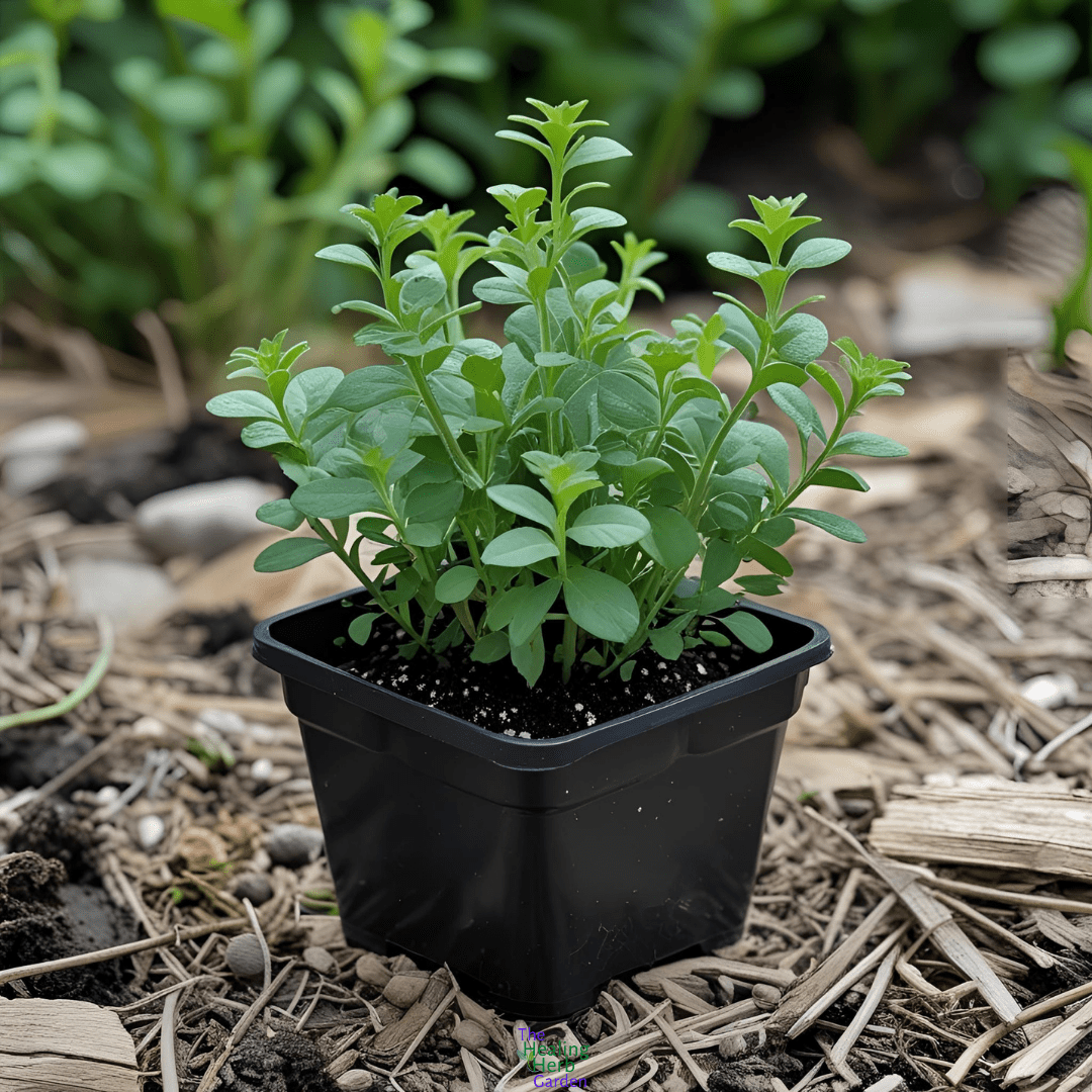White Horehound – For Cough Relief & Silvery Garden Texture - The Healing Herb Garden