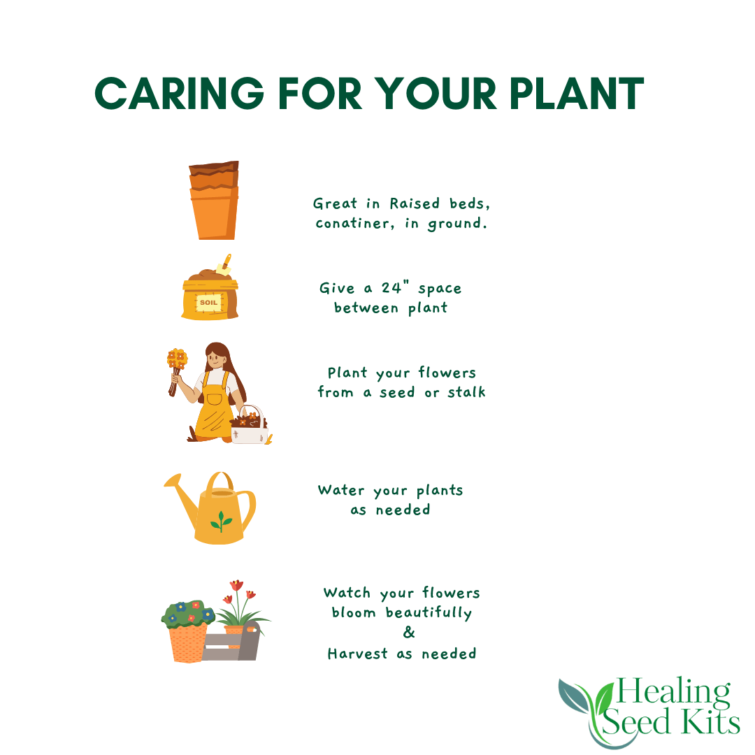 Wild Healer Herb Trio– Plant Kit - The Healing Herb Garden