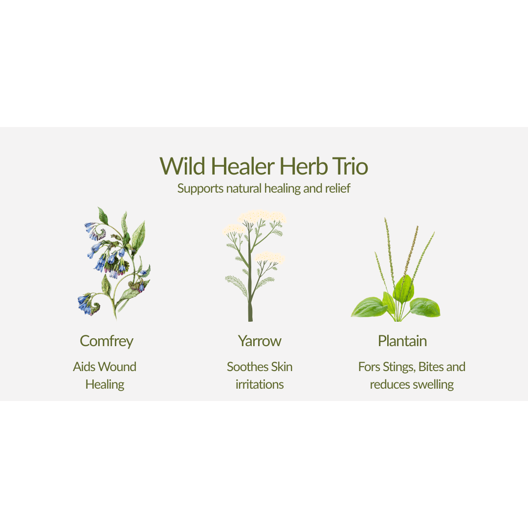 Wild Healer Herb Trio– Plant Kit - The Healing Herb Garden