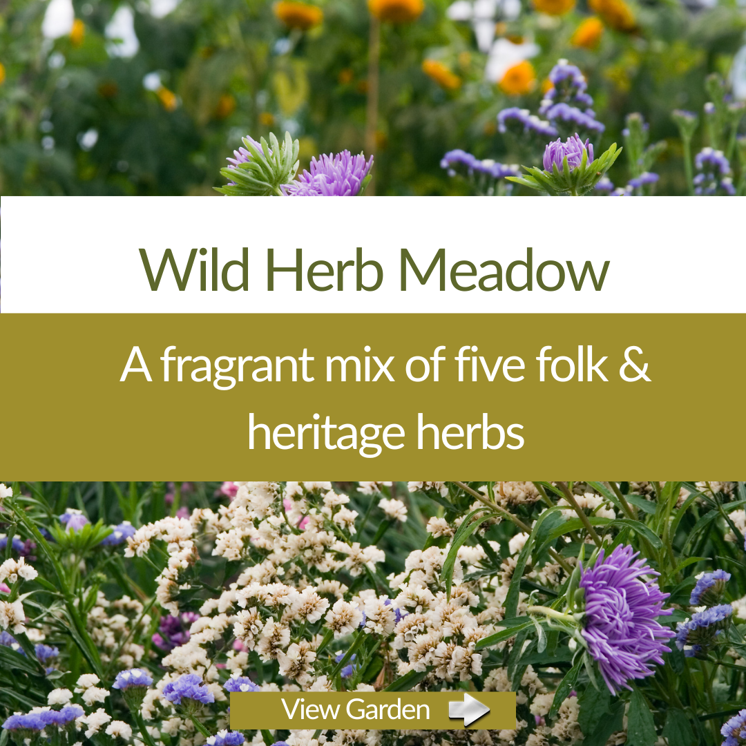 Wild Herb Meadow Collection - Plant Kit - The Healing Herb Garden