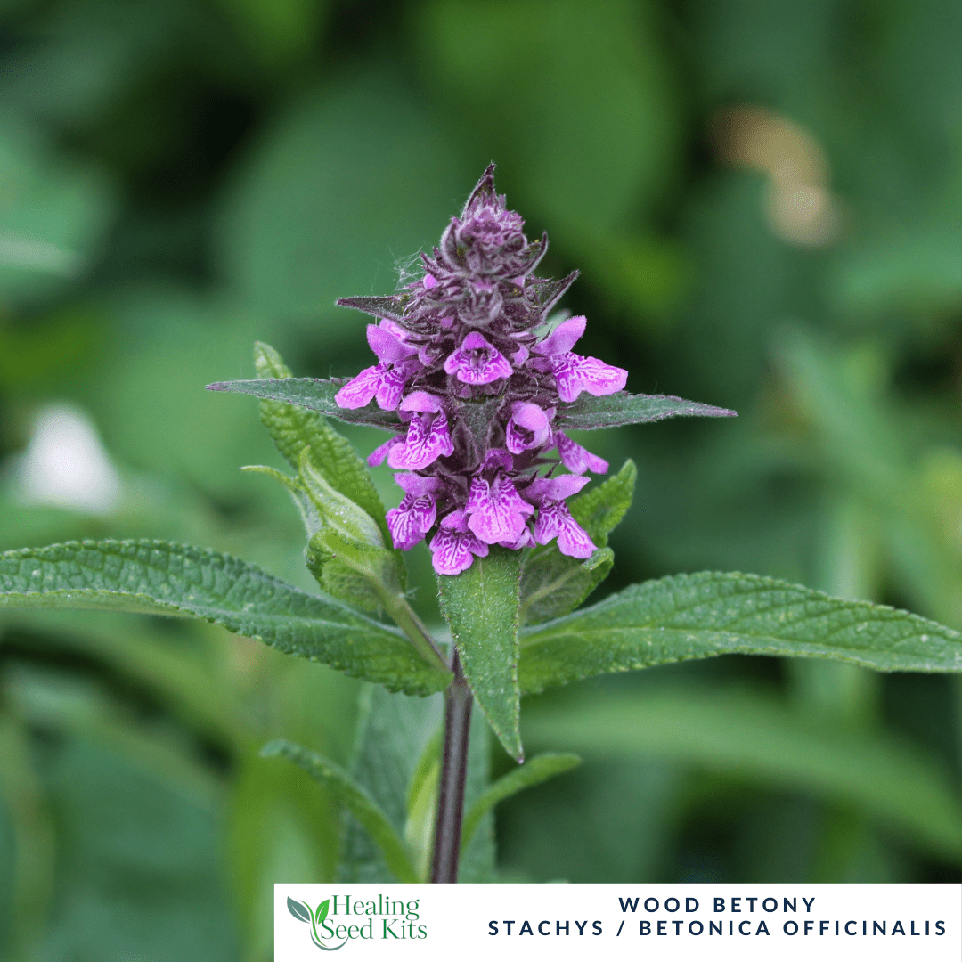 Wood Betony – For Calm & Traditional Herbal Remedies - The Healing Herb Garden