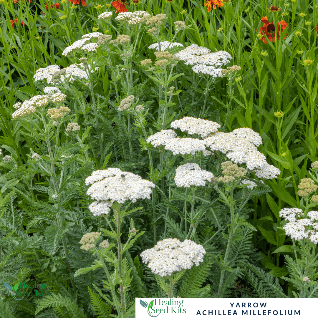 Yarrow Plant - For Wound Healing & Wildlife - Friendly Border - The Healing Herb Garden