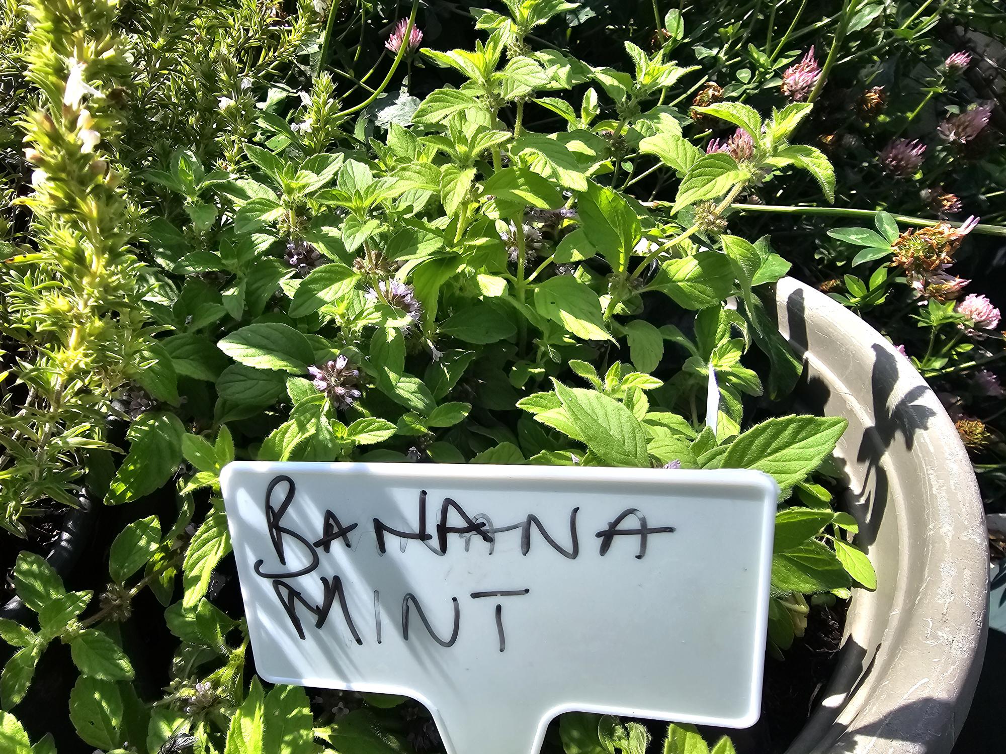 Growing a Mint Apothecary — Why One Mint Is Never Enough