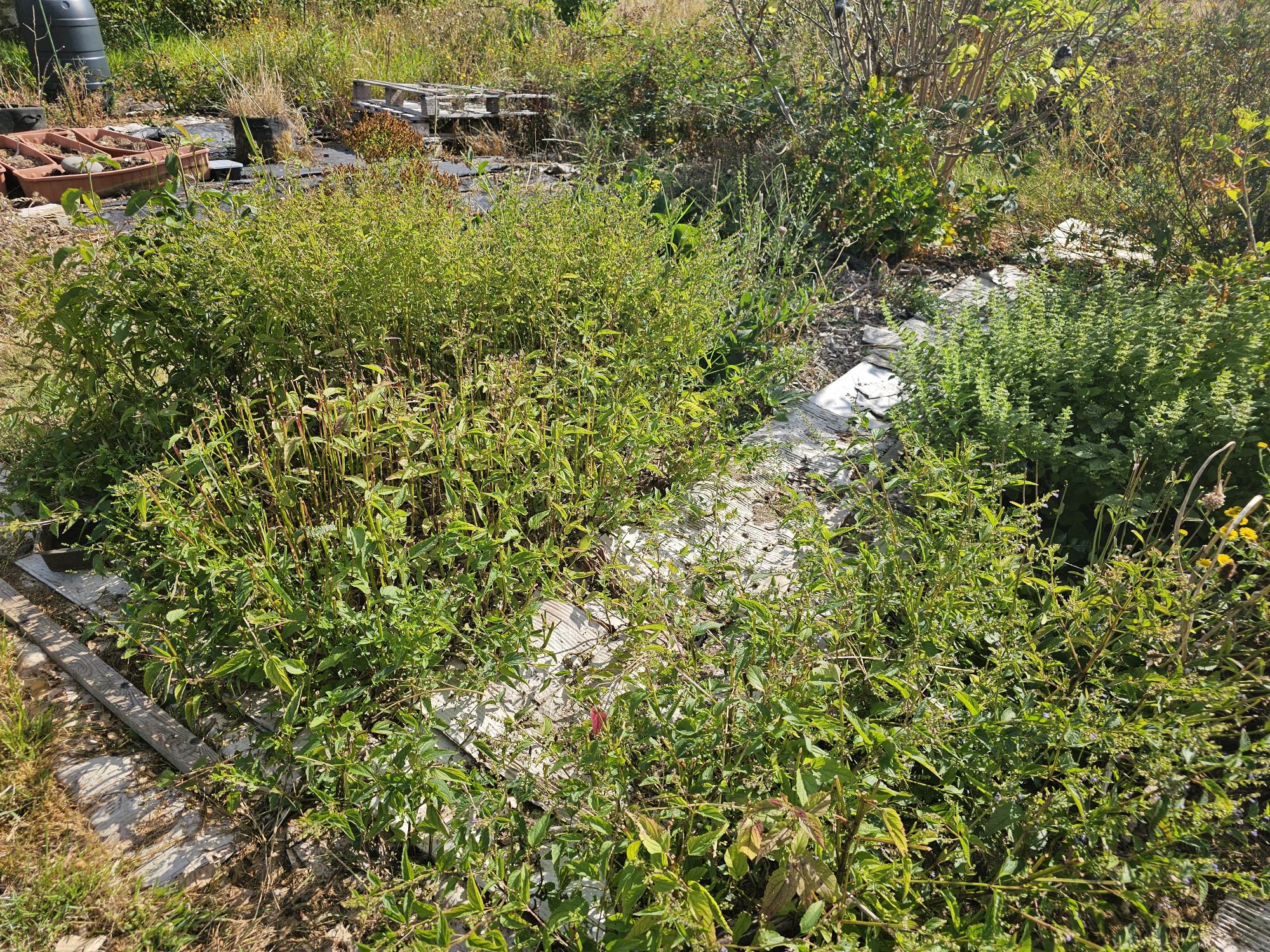 Explore Our Healing Herb Garden in the Sussex Countryside