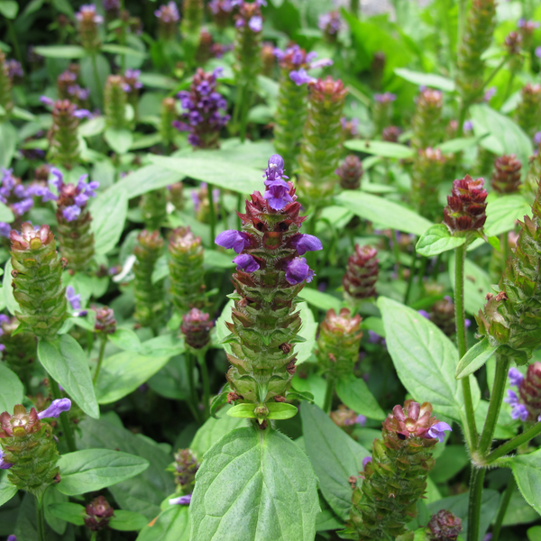 How to Grow Self Heal Herb