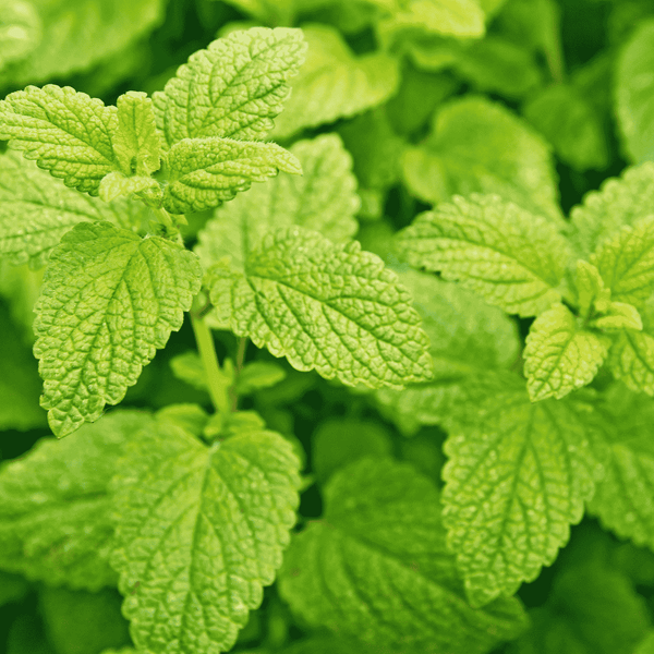 Lemon Balm - Herbal Monograph