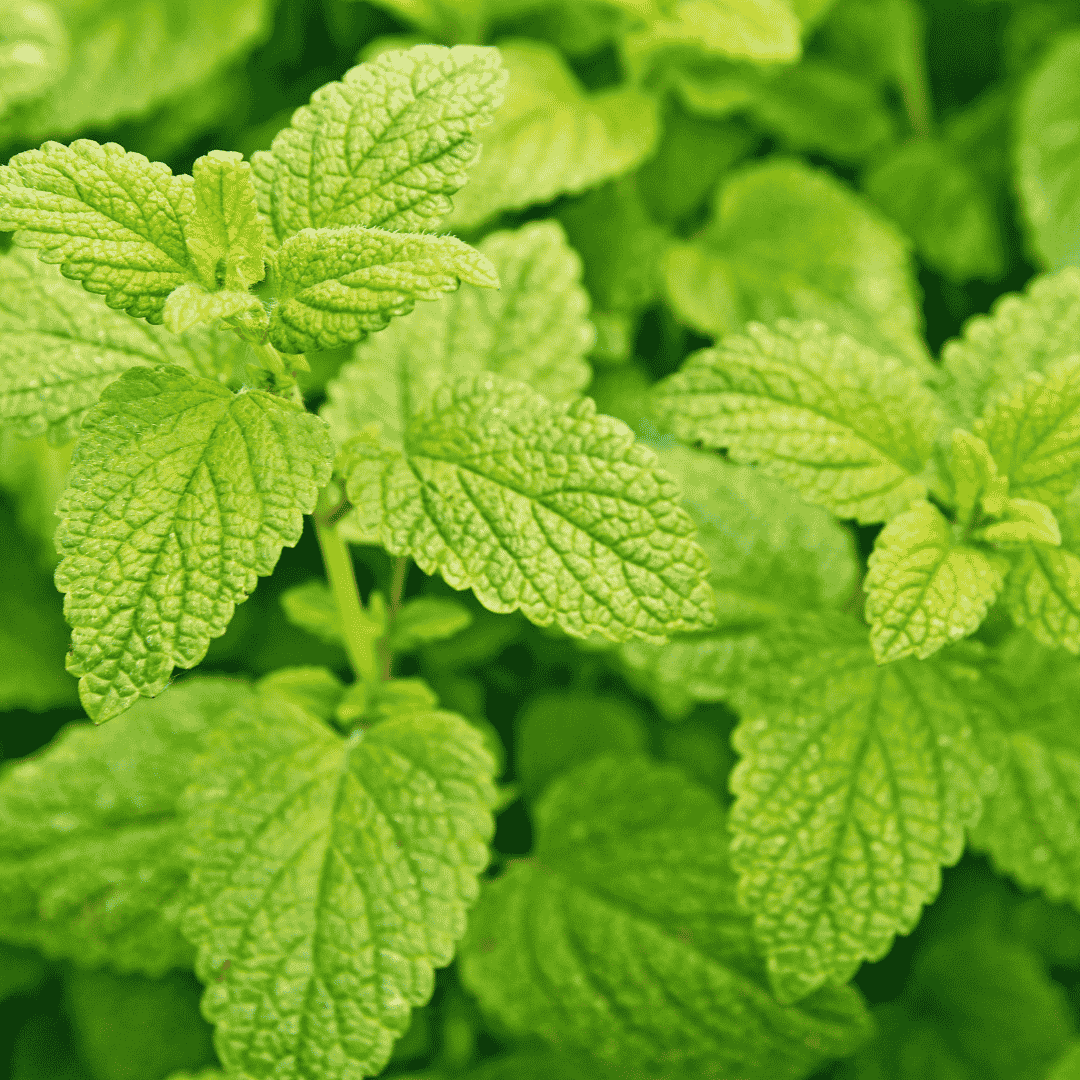 Lemon Balm - Herbal Monograph