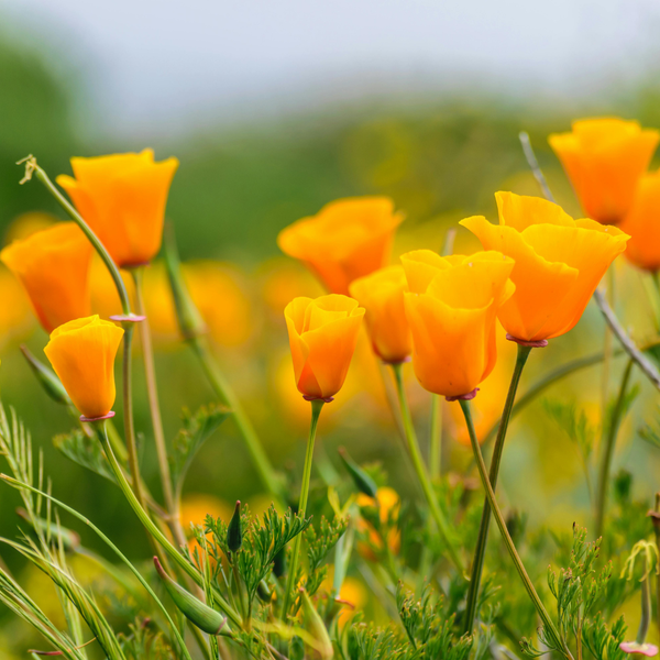 Herbal Monograph: California Poppy (Eschscholzia californica)