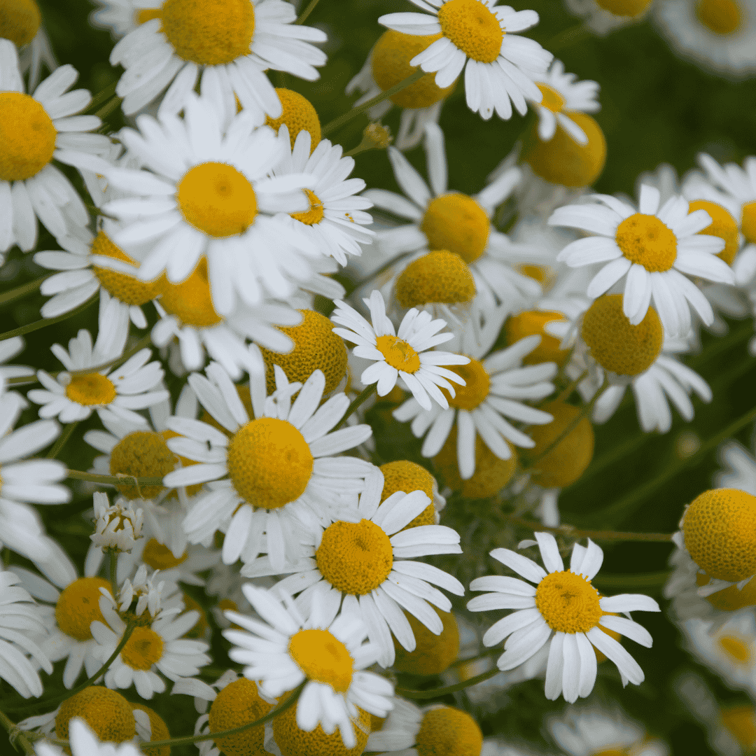 Herbal Monograph: Roman Chamomile