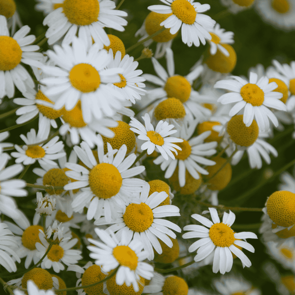 Herbal Monograph: Roman Chamomile