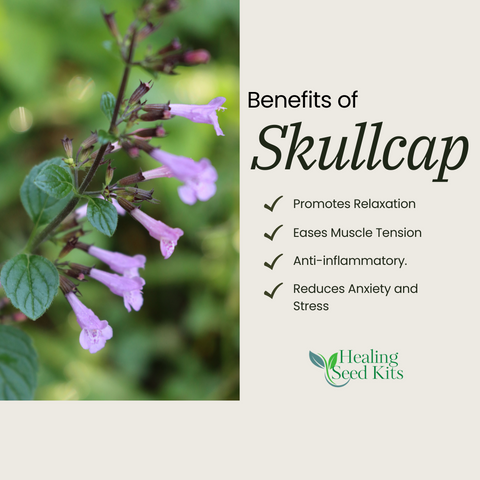 Skullcap Smoking: A Restorative, Relaxing Nervine