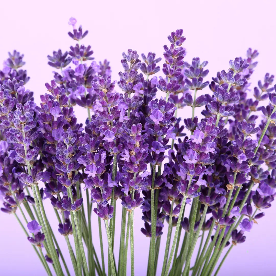 Best Herbs for Sleep and Relaxation: A UK Grower's Guide - The Healing Herb Garden