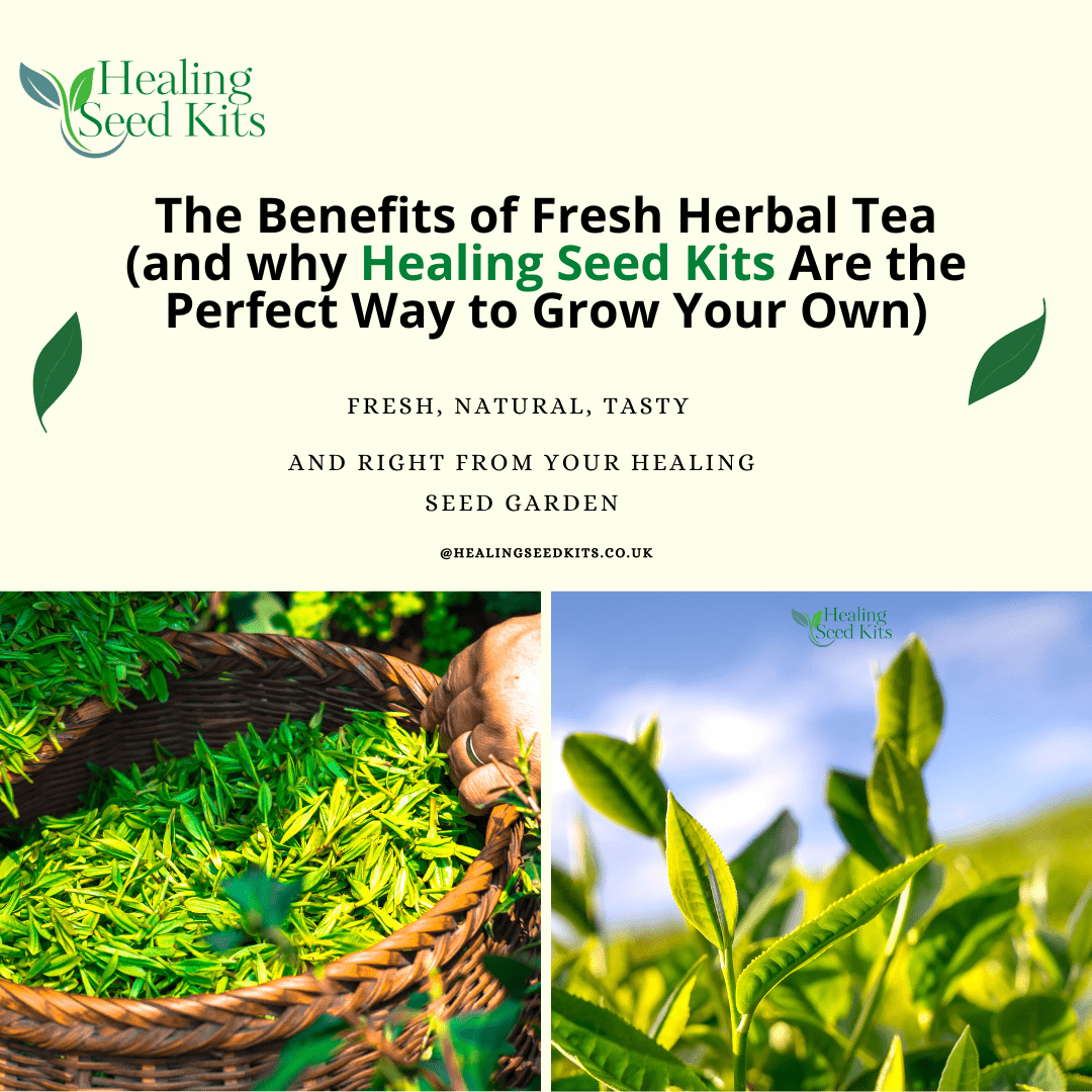 Get Hydration with Benefits by growing your own herbal brews with Healing Seed Kits - The Healing Herb Garden